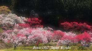 桃源郷;･ﾟ☆､･：`☆･･ﾟ･ﾟ☆ - Beautiful Japan 絵空事