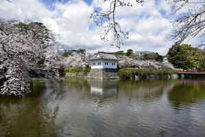 春の神奈川Ⅱ - バリ島大好き