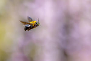 フジの庭園のクマバチ - やきとりブログ