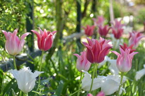 ファイナル！＠あしかがフラワーパーク - My garden ~ 小さな薔薇庭の12か月