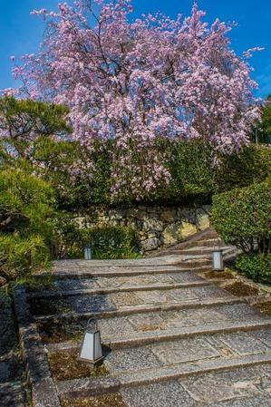 2023京都桜～圓光寺の枝垂れ桜 - 鏡花水月