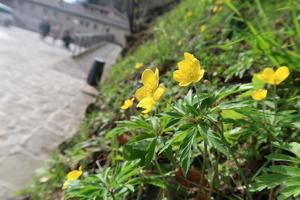 石塀に咲く野の花きれいたくましいラヴェルナの道 - イタリア写真草子