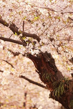 サクラ2023最後の公園 - 花暮らしの記