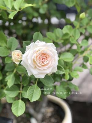 植物園のバラ＆お花たち♡ - komorebi*