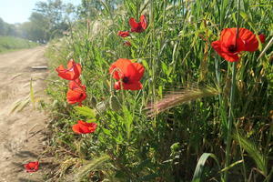 麦畑にひなげし咲くトラジメーノ湖畔の散歩道 - イタリア写真草子