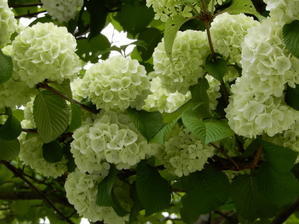 大手毬（Japanese snowball）― 梨に始まり苺に終わる？ - ももさえずり＊紀行編＊cent chants de chouette