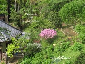 小さな野の花の咲く新緑の浄慶寺 - 風と花を紡いで