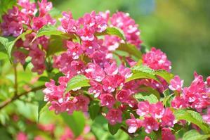 ベニウツギ（マッチ花）　原色牧野植物大図鑑 - 前を向いて「ひまわり」