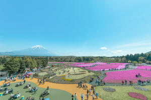 富士芝桜まつり - やきとりブログ