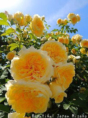 黄色い薔薇の美しさに圧倒されたっ✨;･ﾟ☆､･：`☆･･ﾟ･ﾟ☆ - Beautiful Japan 絵空事