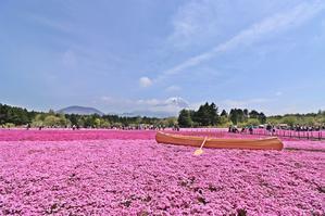 富士芝桜まつり・2♪ - happy-cafe*vol.2