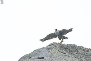 岩の天辺から飛び立つハヤブサ - 野鳥公園