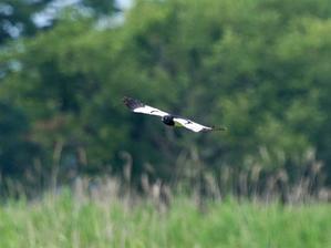 新緑の草原に立ち寄ったマダラチュウヒ　②　ＷＲＳ - シエロの野鳥観察記録