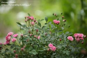 5月末の我が家の庭　＃１　まだ咲き残る薔薇たち♪　 - 風の彩りー３