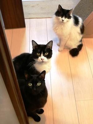 猫のお留守番 ツインくんクロくんバットマンくん編。 - ゆきねこ猫家族