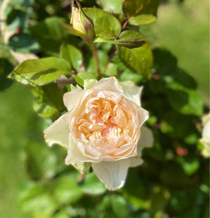 2番花の蕾が続々と♫と、まだ咲いてバラ♡と、クロッシェが咲きました♡ - 薪割りマコのバラの庭