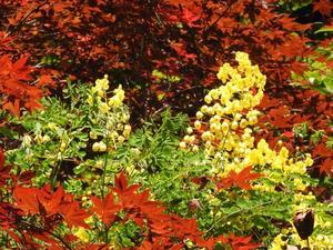 『釜ヶ滝の駐車場付近で出会った花と植物と鳥･････』 - 自然風の自然風だより