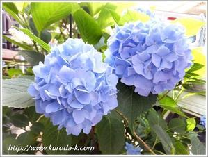 これから紫陽花の季節がやって来ますね！ - 黒田工務店日記