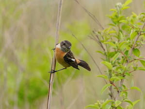 草原で見つけたノビタキ♀　ＫＦＪ - シエロの野鳥観察記録