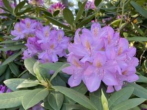 Rhododendrons (シャクナゲ) - ファルマウスミー