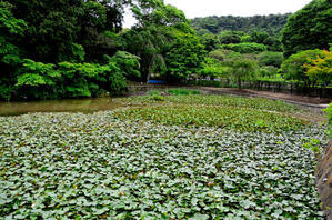 横須賀しょうぶ園のハナショウブ - アクティブシニア   庭よしのつぶやき