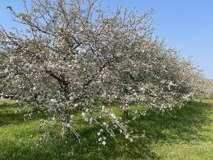 りんごの花 - プリンスエドワード島の四季
