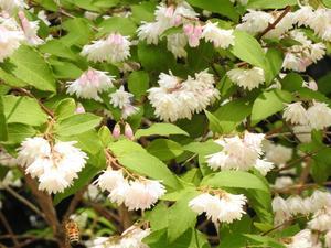 『木曽川水園のウツギと名前に付く花達をメインに･････♪』 - 自然風の自然風だより