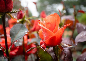 雨には紫陽花がお似合い、薔薇もお似合いでした・ - 相模原・町田エリアの写真サークル「なちゅフォト」ブログ！