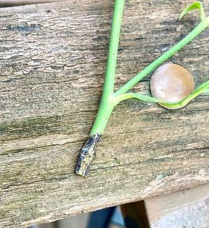 憎っきチュウレンジハバチ(^◇^;)と霧島の恵みが見頃です✨ - 薪割りマコのバラの庭