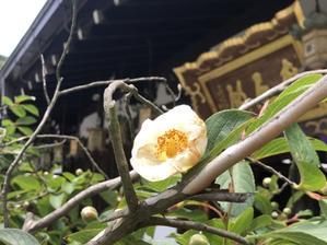 沙羅の花が咲き始めました - 大和のお地蔵さまの寺　矢田寺