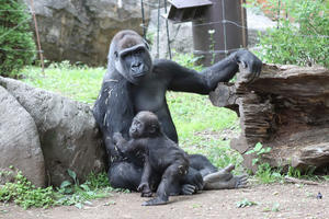 ニシゴリラの赤ちゃん「スモモ」！～そして、ハオコは途方に暮れる（上野動物園） - 続々・動物園ありマス。