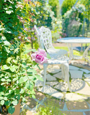 今日のバラの2番花♡と、エキナセアが咲いてきました♫ - 薪割りマコのバラの庭