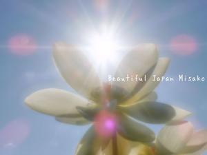 輝く白蓮･ﾟ☆､･：`☆･･ﾟ･ﾟ☆ - Beautiful Japan 絵空事