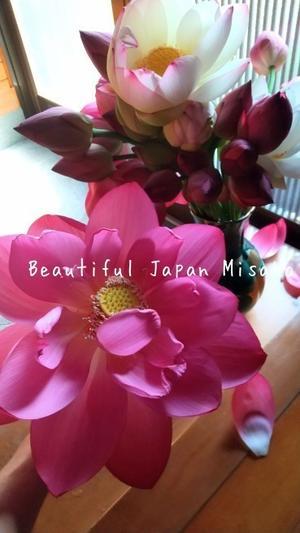 蓮が咲いた～💕＼(^o^)／･ﾟ☆､･：`☆･･ﾟ･ﾟ☆ - Beautiful Japan 絵空事
