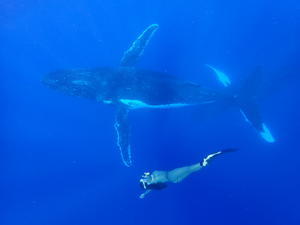 南太平洋の楽園、トンガ王国でザトウクジラと泳ぐ旅　7日間・14日間　募集開始（2023年版） - ブルちゃんのログ