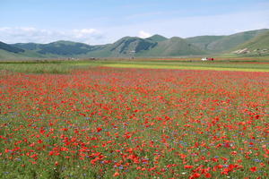 野の花が高原を赤に黄に彩るカステッルッチョ - イタリア写真草子