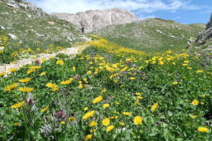 雪残る岩山・花・緑うつくしいグラン・サッソを歩く - イタリア写真草子