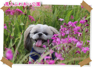 ２０２３年５月２８日　馬入ふれあい公園 - 週末は、愛犬モモと永吉、拓海と洋お出かけ！Kimi's Eye