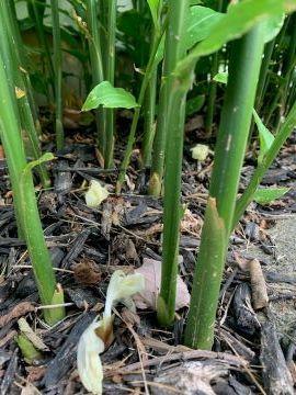 庭のミョウガ収穫 - しんしな亭 in シンシナティ ブログ