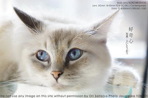 週に一度の猫フォトレッスン #自由が丘 #猫写真 #写真教室 #SigmaLens - さいとうおりのカメラに恋するフォトレッスン