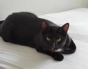 日本人にはリーン マス ハイパーレスポンダーが多い可能性? - 私の備忘録