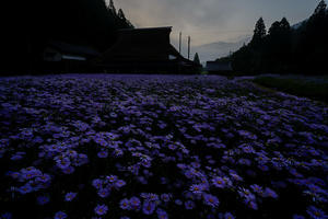 左京区久多の北山友禅菊 - Deep Season　