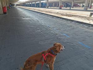 ラーラ、列車に乗る - フィレンツェ田舎生活便り２