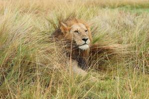ケニアでサファリ18（ライオンのペアと、ヒョウのバハティ） - 旅プラスの日記
