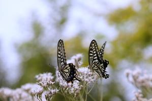 満開のフジバカマと蝶たち - 花暮らしの記