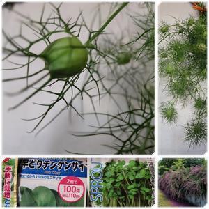 水耕栽培・ブロッコリースプラウトとニゲラ - 気ままな食いしん坊日記２