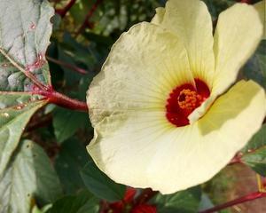 ローゼルの花と実 - 阿蘇が大好き