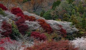 紅葉と四季桜 - ミセス サファイア 静けさの中で