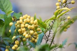 黄色南天　黄葉とサギと - 前を向いて「ひまわり」