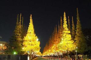 神宮外苑 銀杏並木のライトアップ - 陽だまりの道